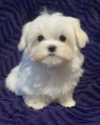 Cucciola femmina di Maltese
