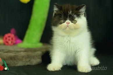 Cucciolo Bianco e Nero di Gatti Exotic Shorthair 
