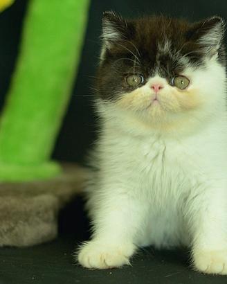 Cucciolo Bianco e Nero di Gatti Exotic Shorthair 