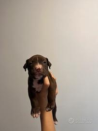 Cuccioli di american bully standard