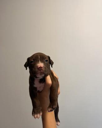 Cuccioli di american bully standard