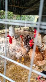 Legbar crema gallo, uova celesti