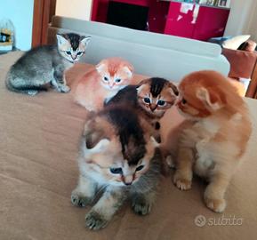 Gattini Scottish Fold e Straight