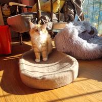 Cucciolo norvegese delle foreste