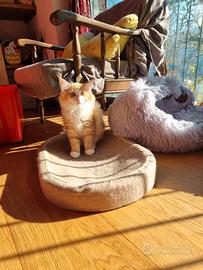 Cucciolo norvegese delle foreste