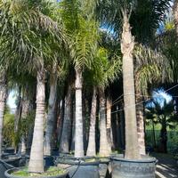 COCOS PLUMOSA