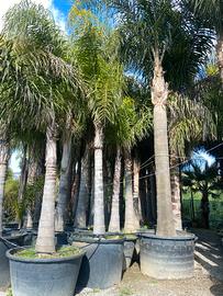 COCOS PLUMOSA