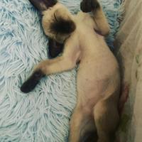 Gatto siamese - Cucciolo siamese