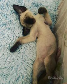 Gatto siamese - Cucciolo siamese