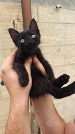 Gattino nero