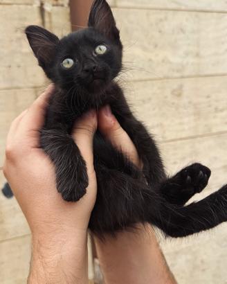 Gattino nero