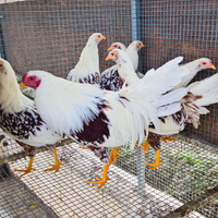 Galline jokoama