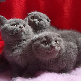 Cuccioli Scottish fold, Scottish straight