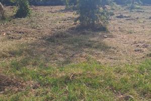 Terreno agricolo