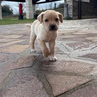 CUCCIOLO MIX GOLDEN+ Border terrier