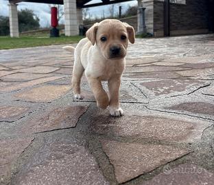 CUCCIOLO MIX GOLDEN+ Border terrier