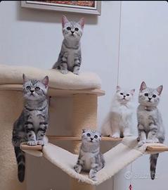 Gattini Scottish Fold e British shorthair 