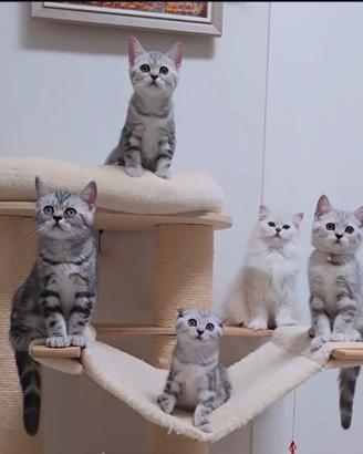 Gattini Scottish Fold e British shorthair 