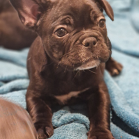 Cuccioli Bulldog francese