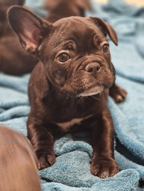 Cuccioli Bulldog francese