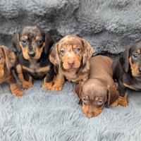 Cuccioli bassotti merle M e F