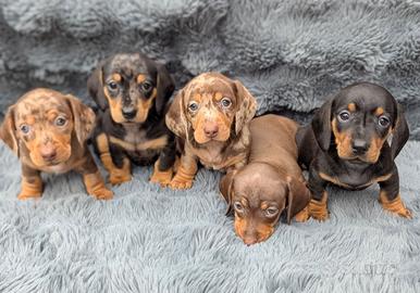 Cuccioli bassotti merle M e F