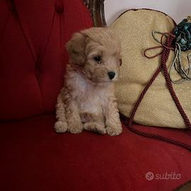 Cucciolo barboncino toy albicocca