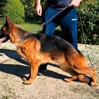 Femmina pastore tedesco 2 anni