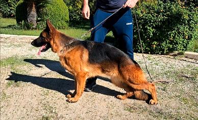 Femmina pastore tedesco 2 anni