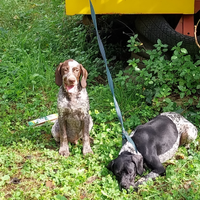 Pointer sia per tartufi che per caccia