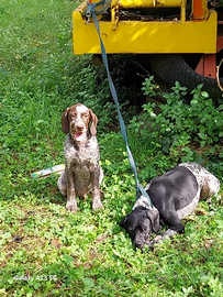 Pointer sia per tartufi che per caccia