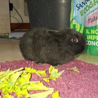 Coniglio appena nato