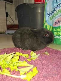 Coniglio appena nato