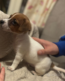 Jack russel zampa corta