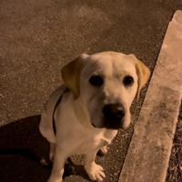 Labrador retriever disponibile per monta