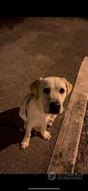Labrador retriever disponibile per monta