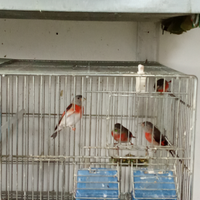 Cardinalini del Venezuela
