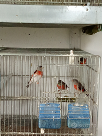 Cardinalini del Venezuela