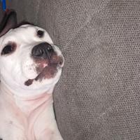 Pitbull/amataff