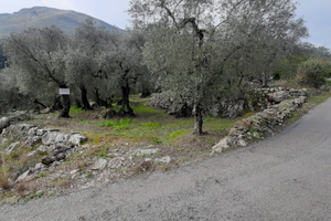 Uliveto ad Itri (LT)