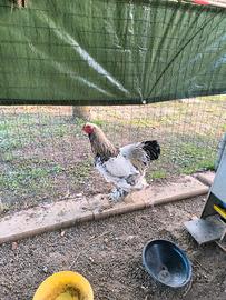 Gallo Brahma Columbia