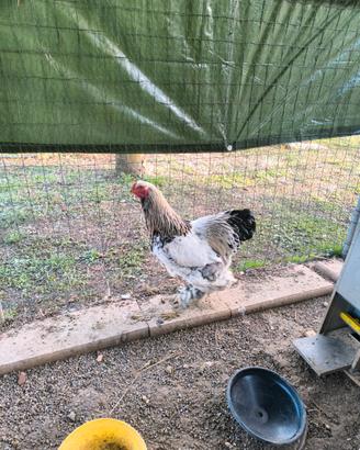 Gallo Brahma Columbia