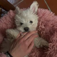 Cucciolo Maltese Vendita