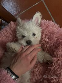 Cucciolo Maltese Vendita