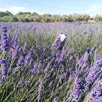 Fiori di Lavanda freschi o secchi