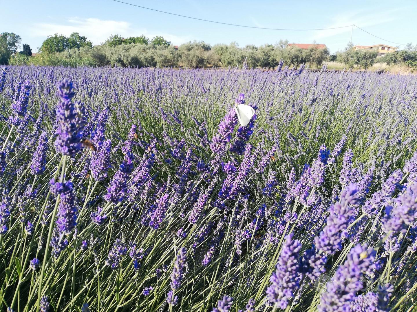 Fiori di lavanda essiccati vaso vetro