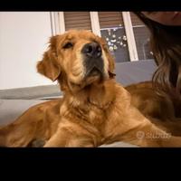 Splendida Golden Retriever Americana