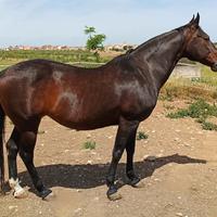 Cavalla Quarter Horse