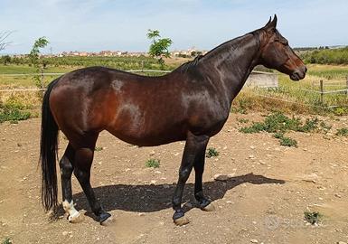 Cavalla Quarter Horse