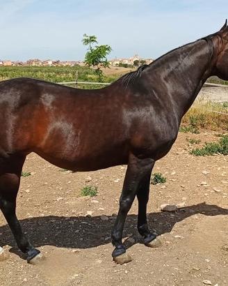 Cavalla Quarter Horse